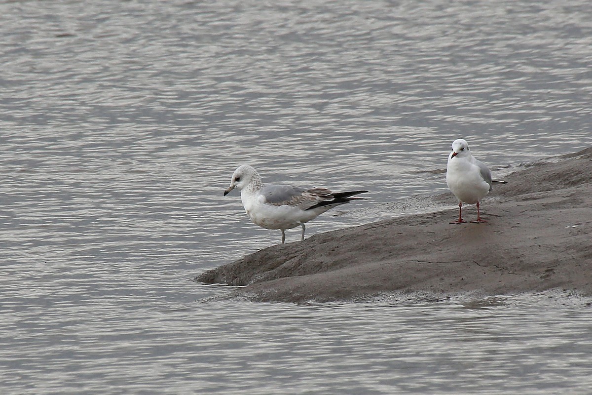 Common Gull - ML89286451