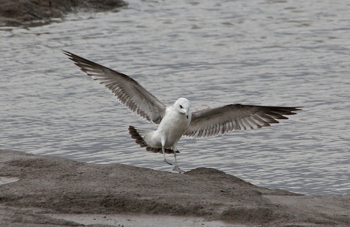 Common Gull - ML89286471