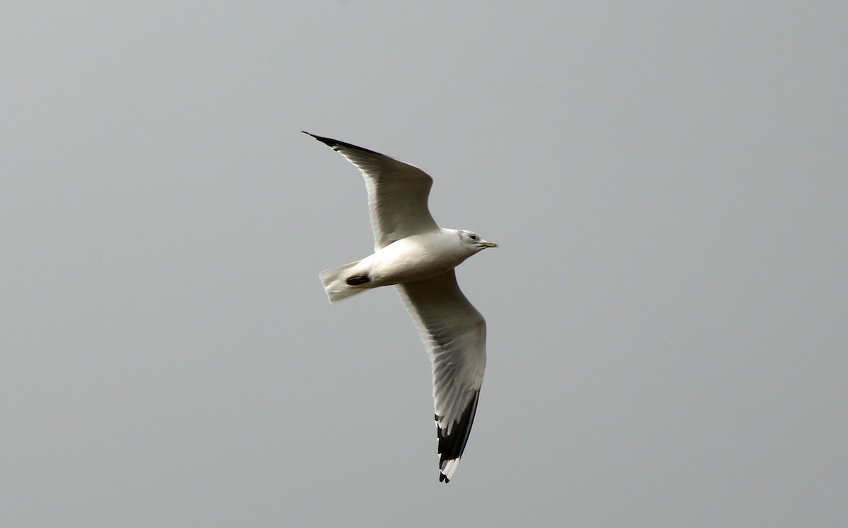 Common Gull - ML89286581