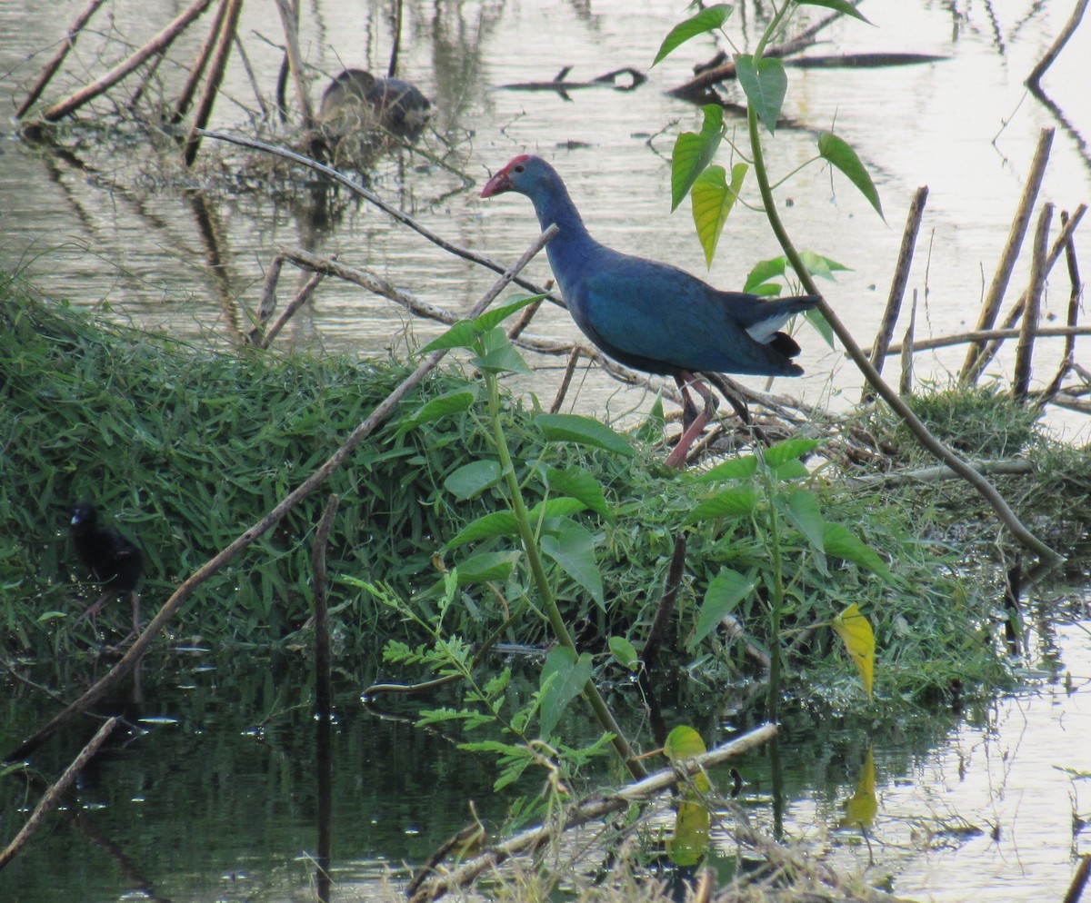 Gray-headed Swamphen - Kalaimani Ayuthavel