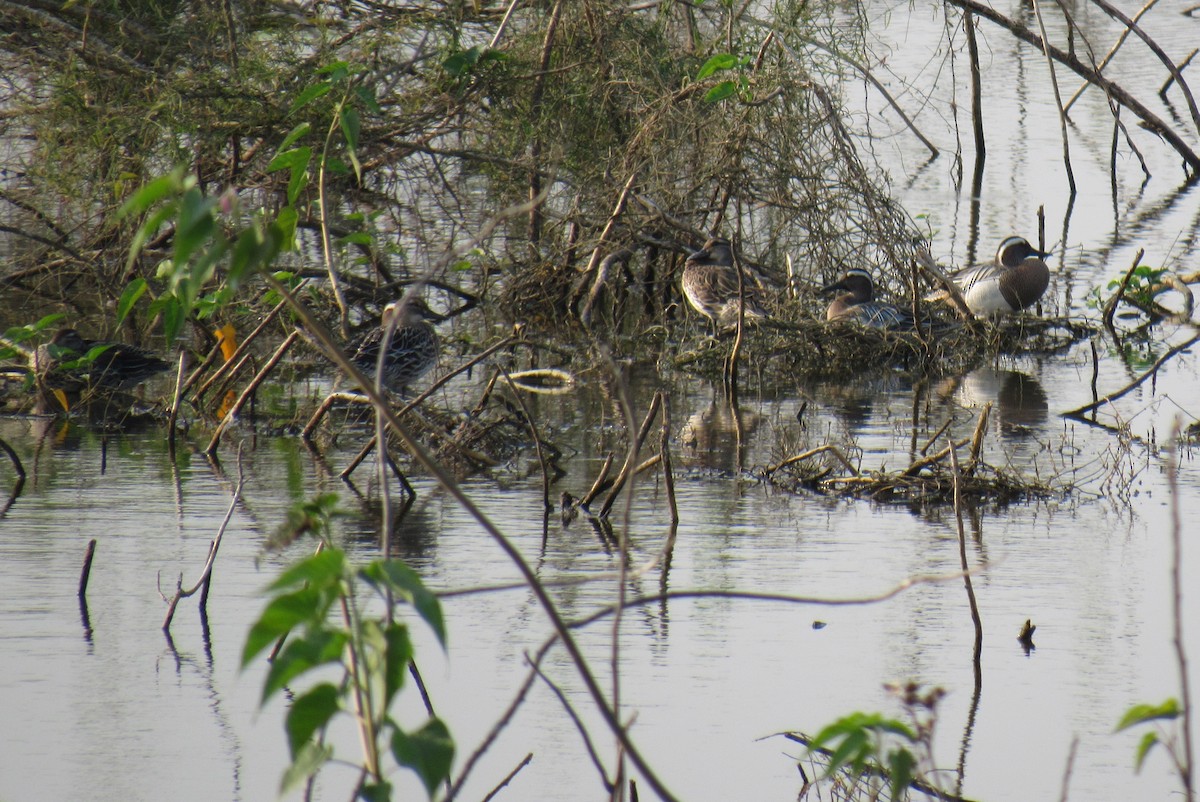 Garganey - ML89287391