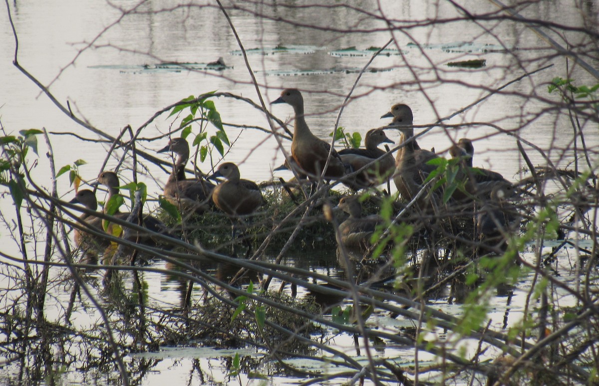 Lesser Whistling-Duck - ML89287581