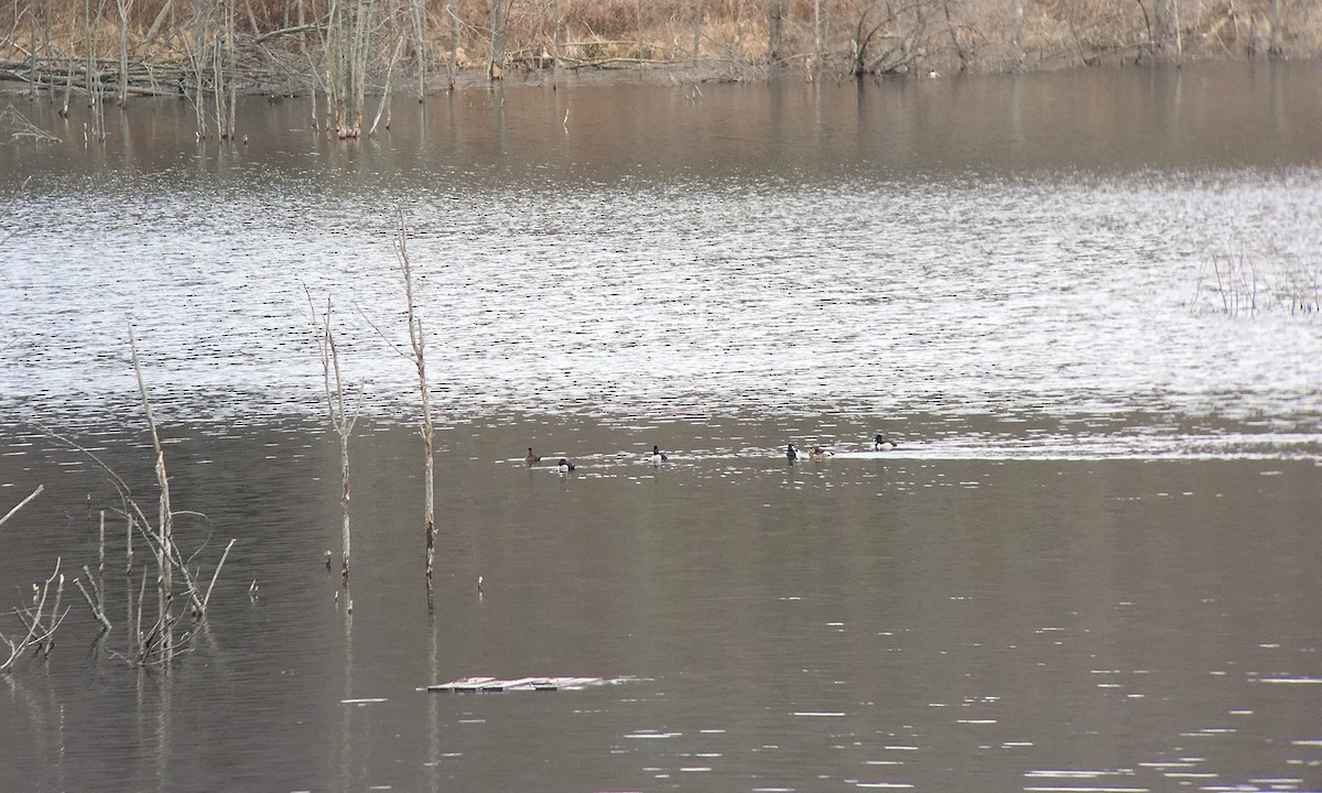 Ring-necked Duck - ML89287691