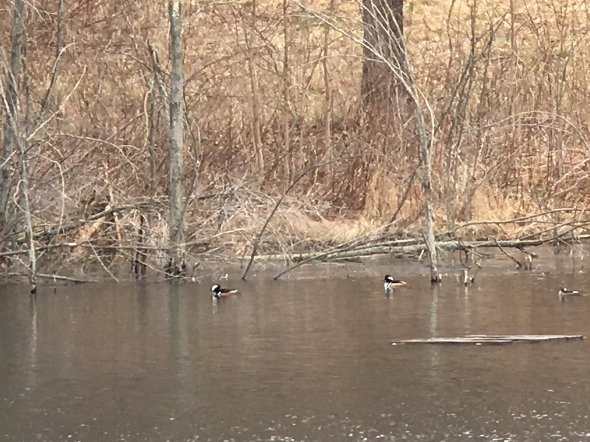 Hooded Merganser - ML89287761