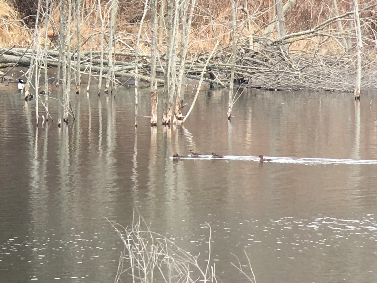 Hooded Merganser - ML89287811