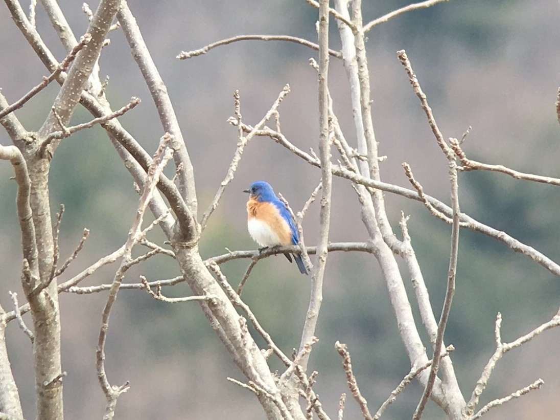 Eastern Bluebird - ML89288171