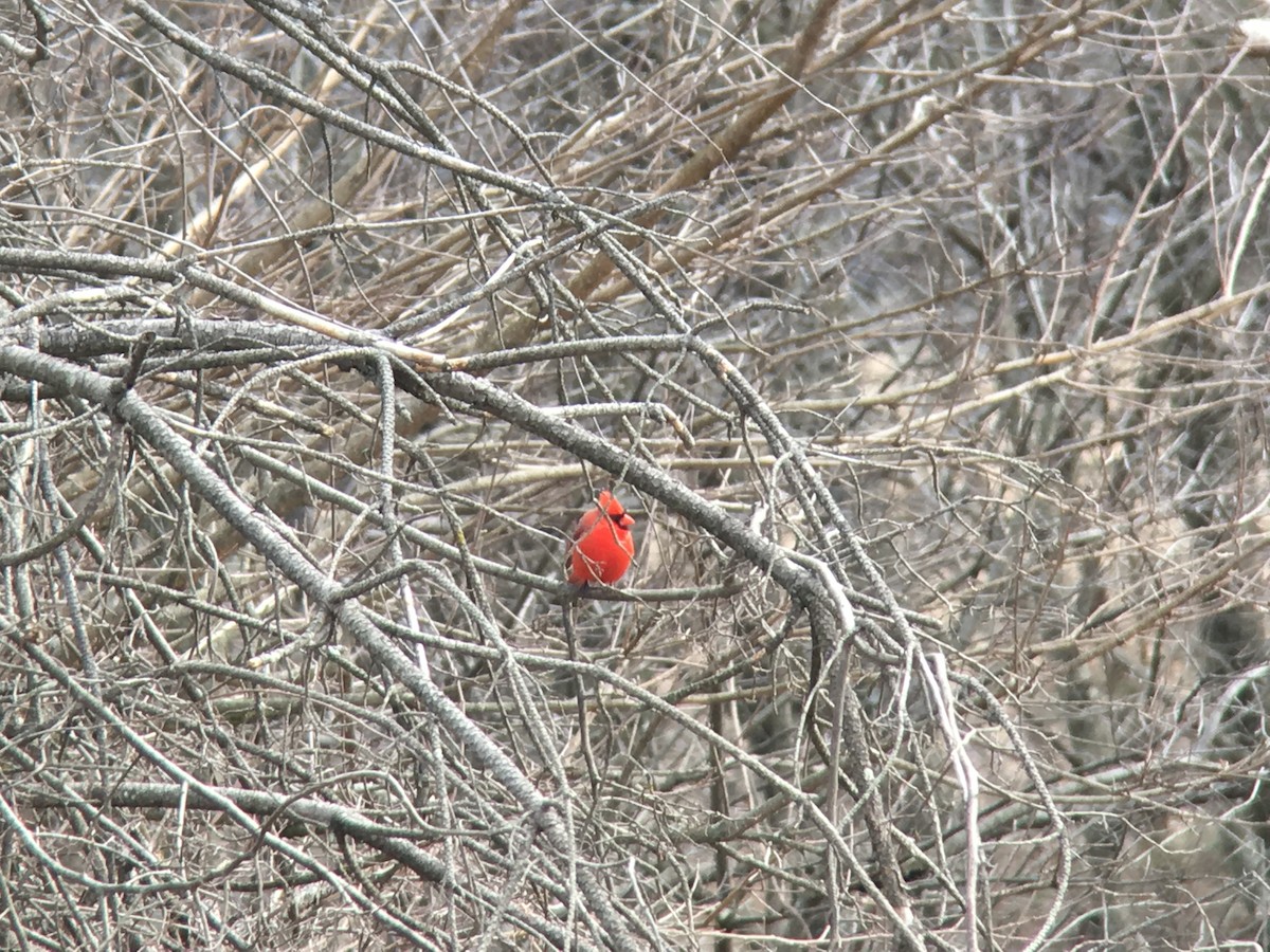 Cardinal rouge - ML89288311