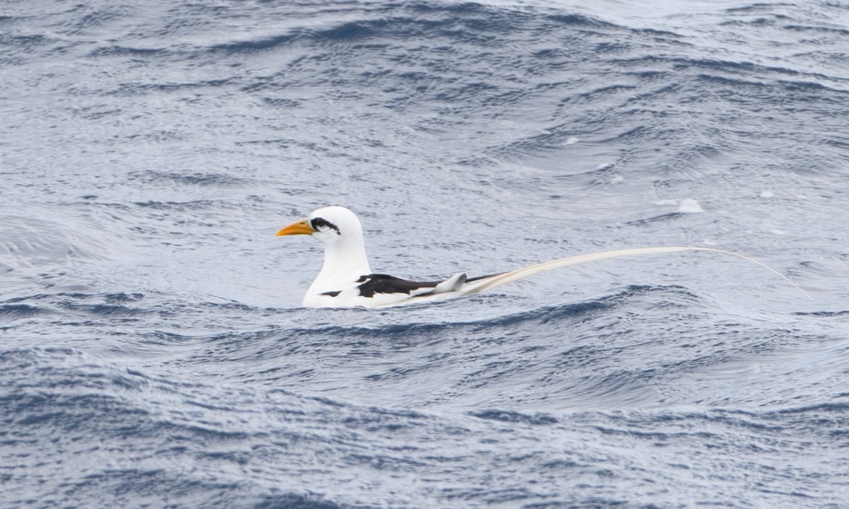 White-tailed Tropicbird - Brian Sullivan