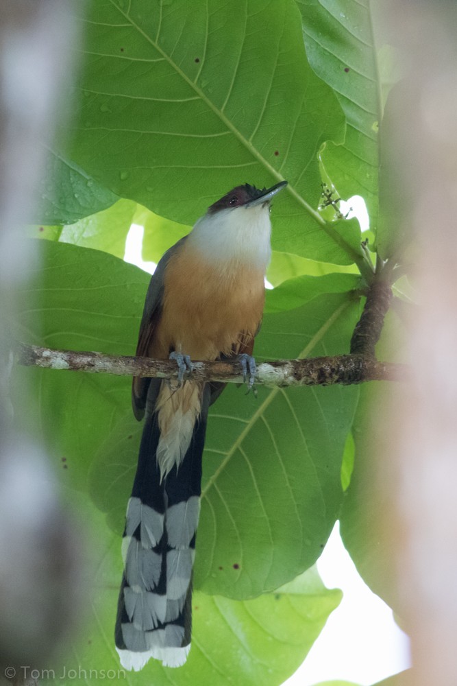 Jamaican Lizard-Cuckoo - ML89288531