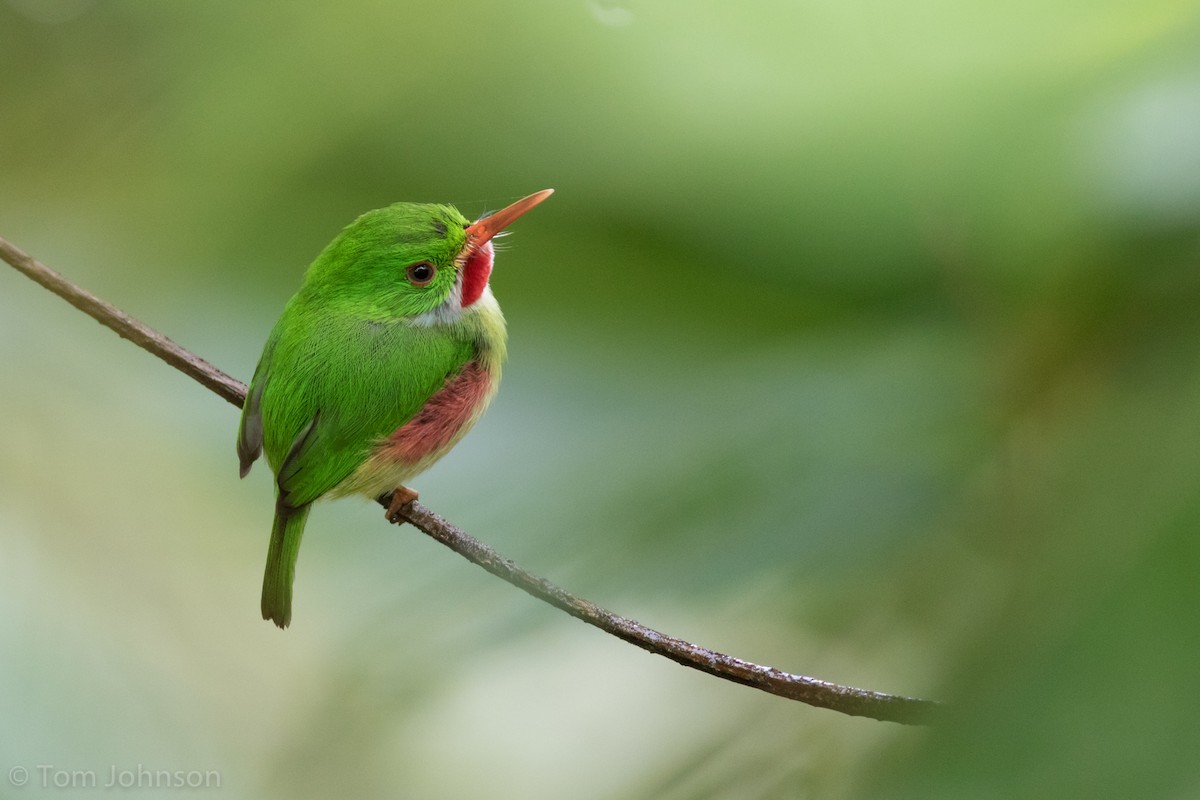 Jamaican Tody - Tom Johnson