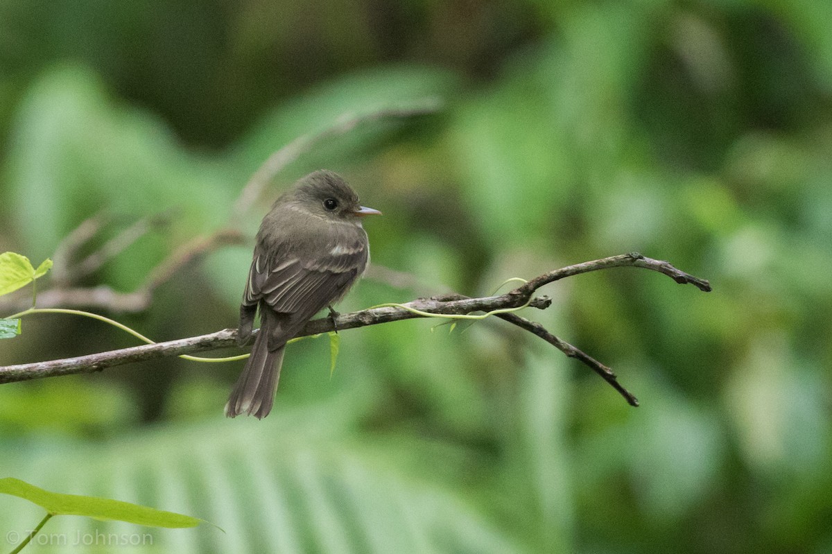 Jamaican Pewee - ML89288611