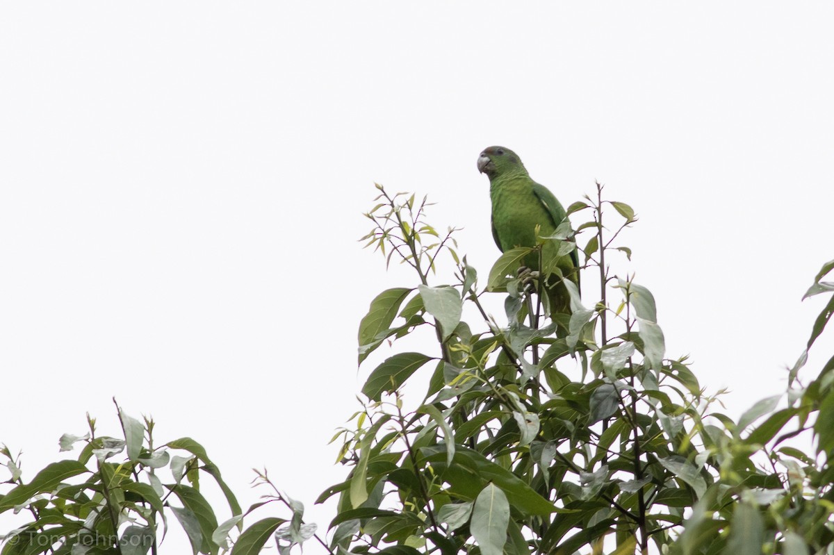 Black-billed Parrot - ML89288621