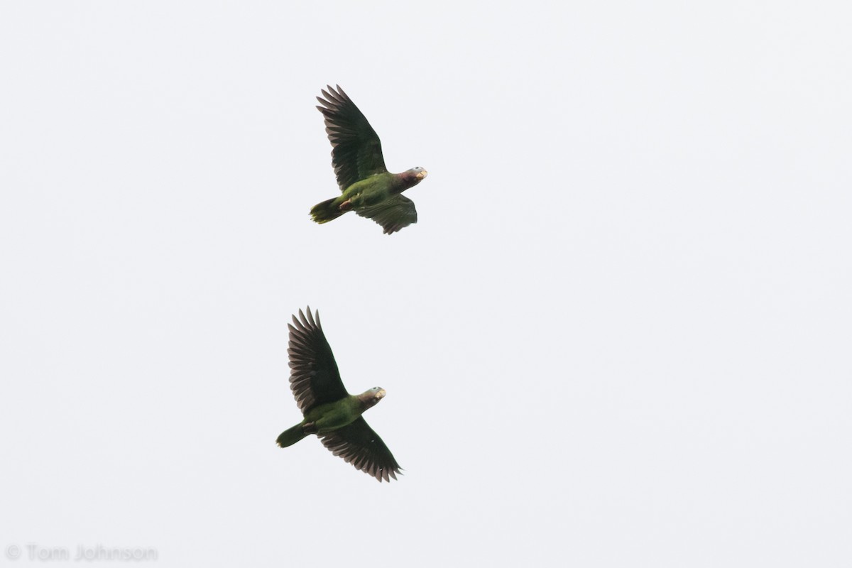 Yellow-billed Parrot - ML89288651