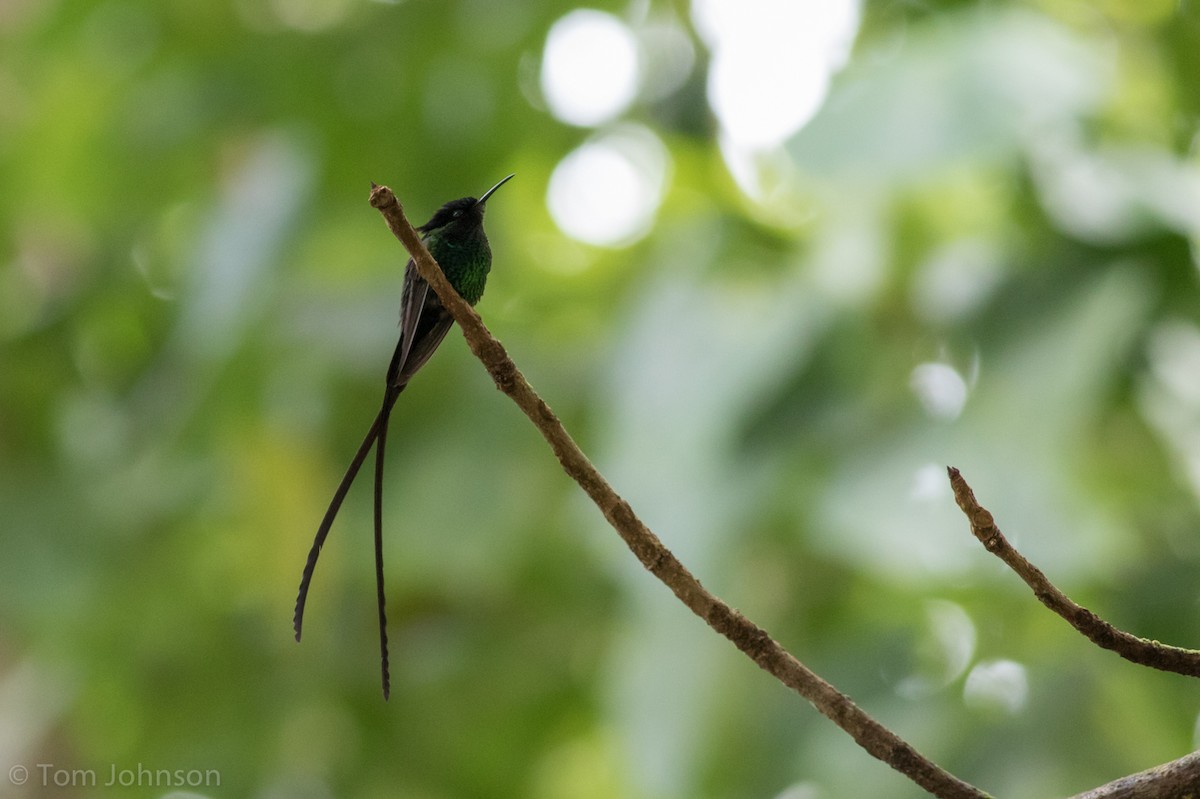 Black-billed Streamertail - Tom Johnson