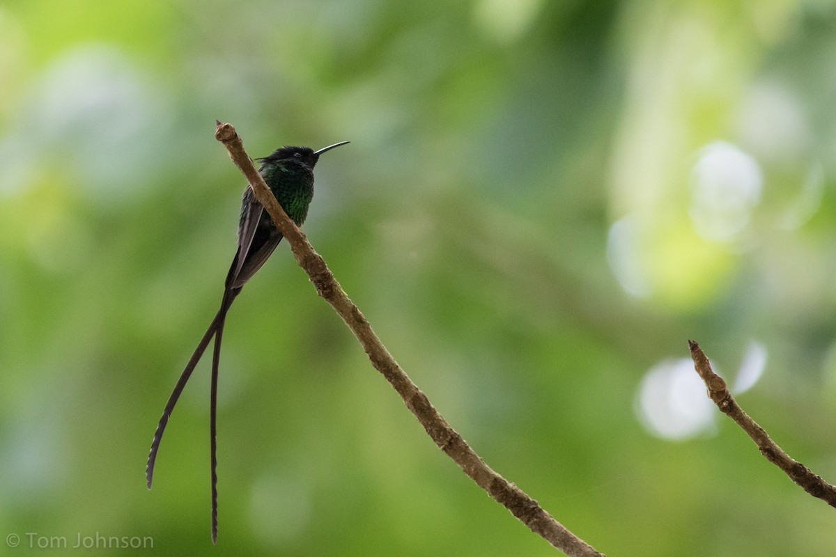 kolibřík černozobý - ML89288741