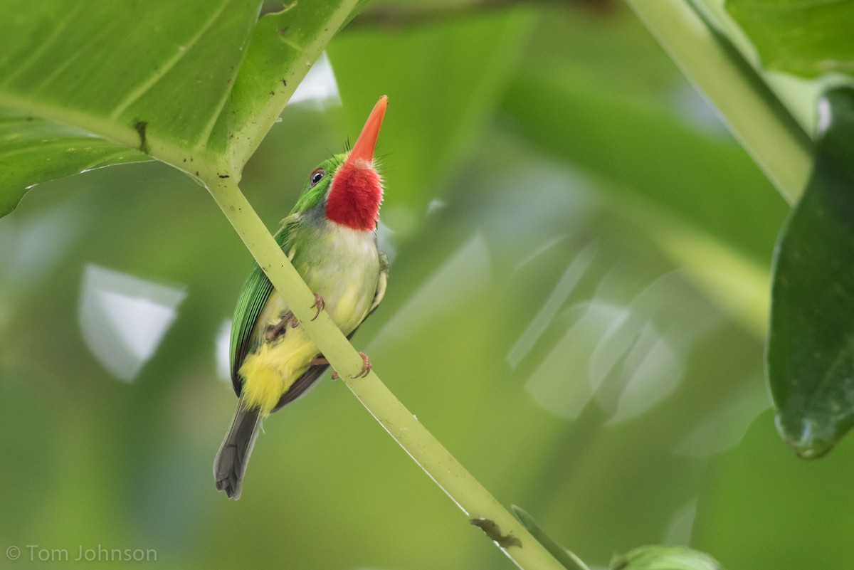 Jamaican Tody - ML89288851