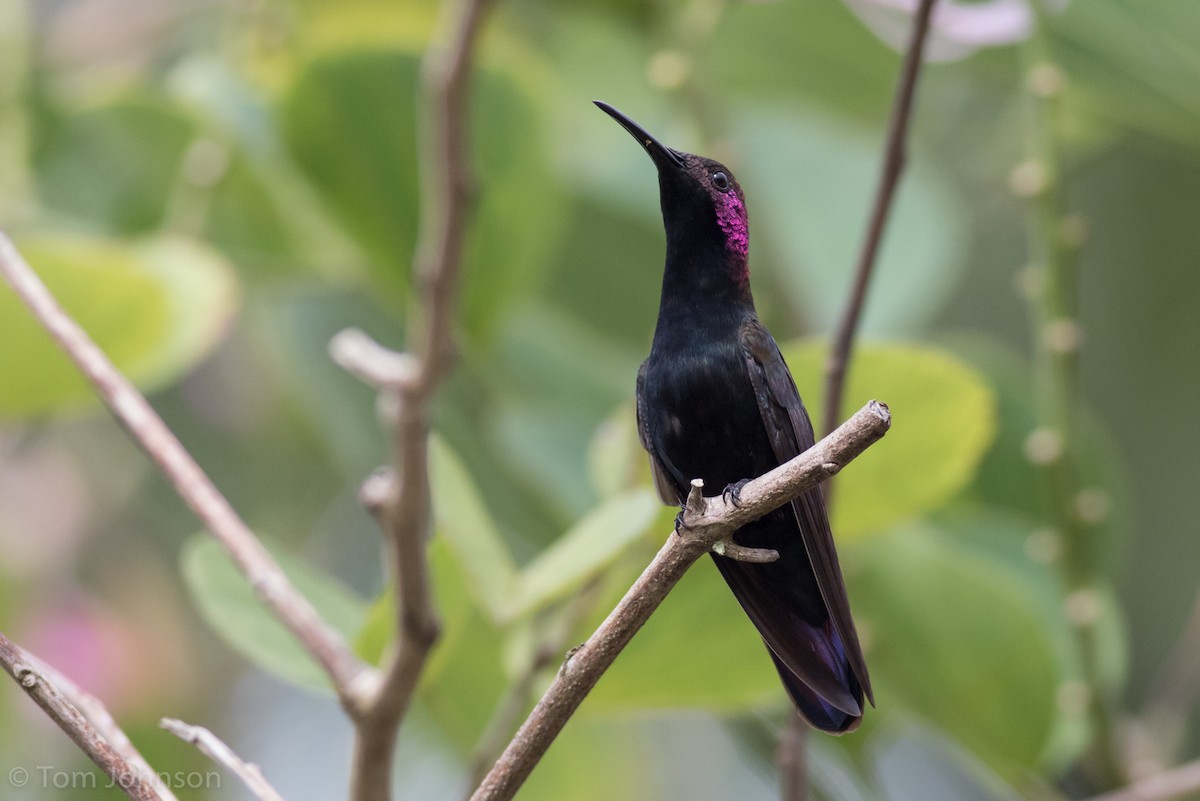 kolibřík jamajský - ML89288931