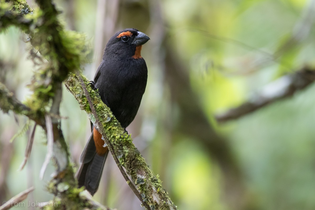 Greater Antillean Bullfinch - Tom Johnson