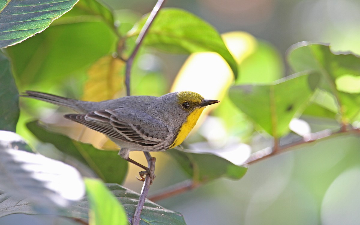 Olive-capped Warbler - ML89289281