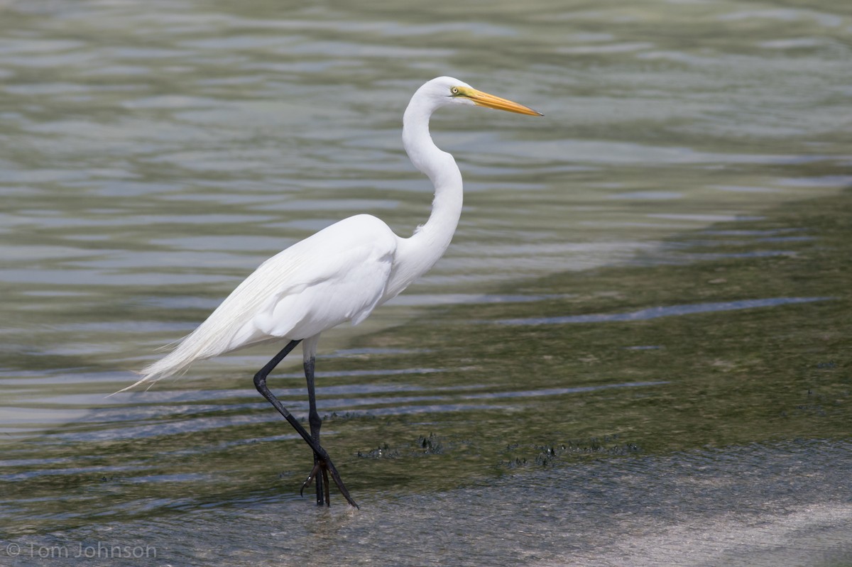 Great Egret - ML89289331