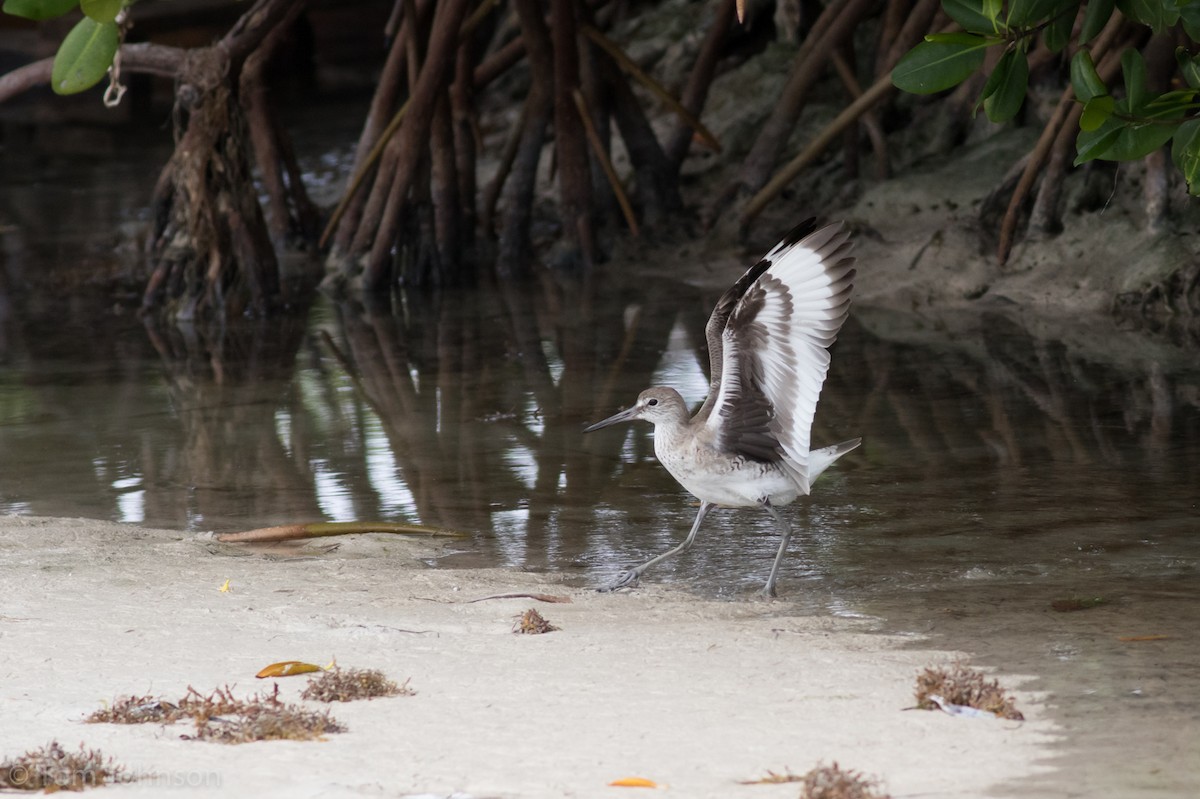 Willet - Tom Johnson