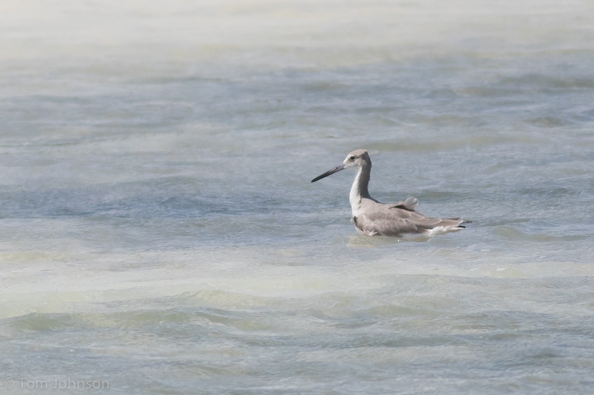 Willet - ML89289391