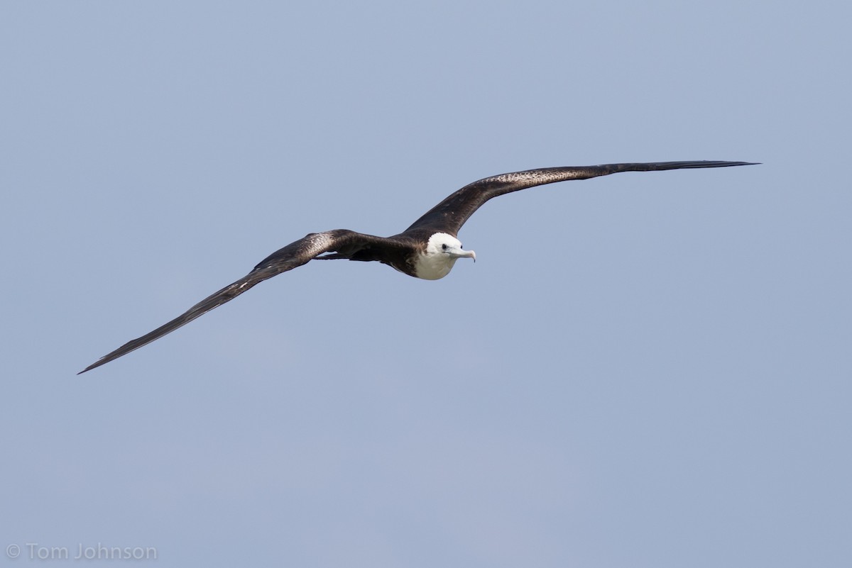 Magnificent Frigatebird - ML89289411