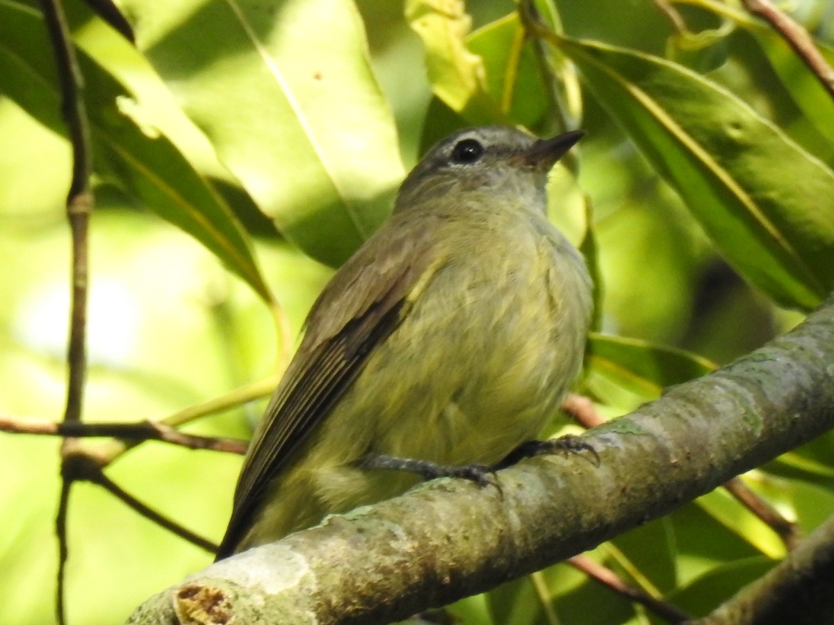 Greenish Elaenia - Edelweiss  Enggist