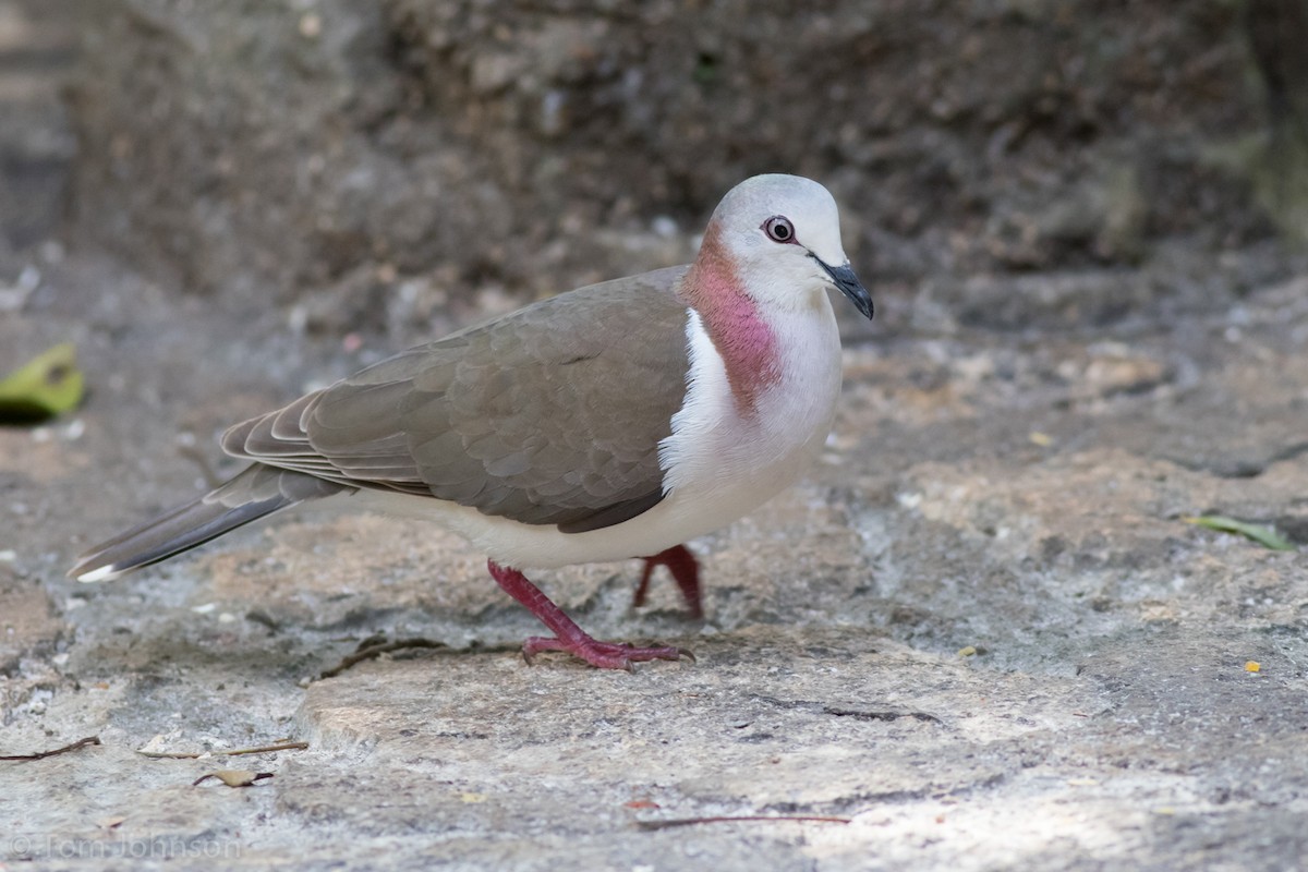 Caribbean Dove - ML89289781