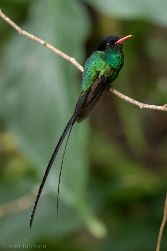 Red-billed Streamertail - Tom Johnson