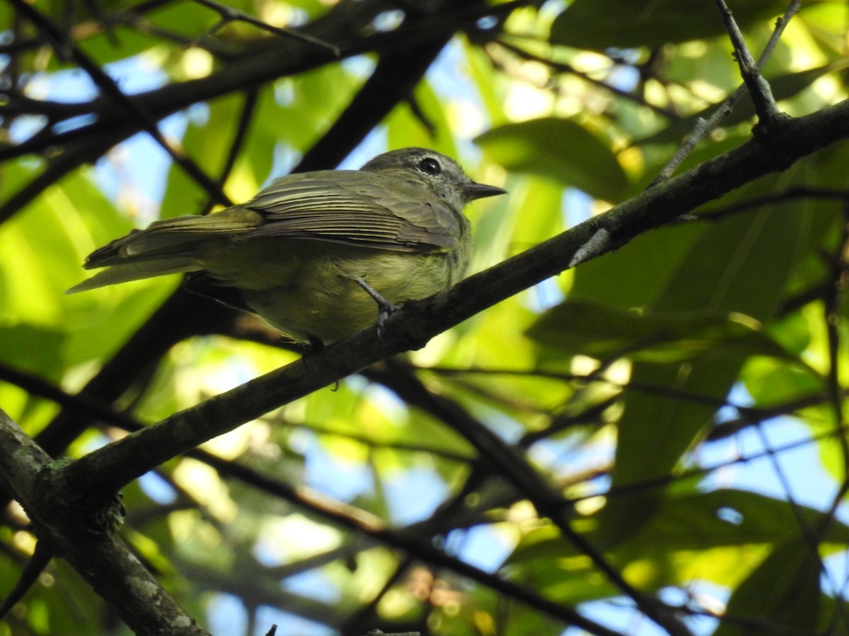 Greenish Elaenia - ML89289871