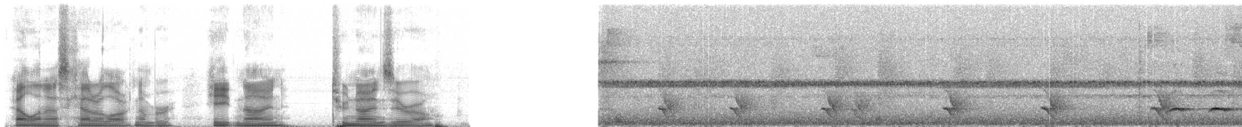 Ak Çizgili Karıncavireosu (leucostictus) - ML89290