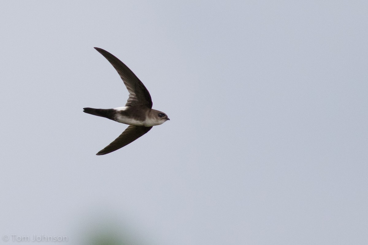 Antillean Palm Swift - Tom Johnson