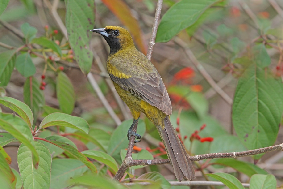 Cuban Oriole - ML89290581