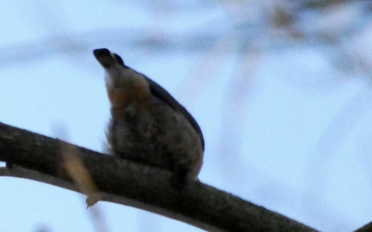 Red-breasted Nuthatch - ML89291471