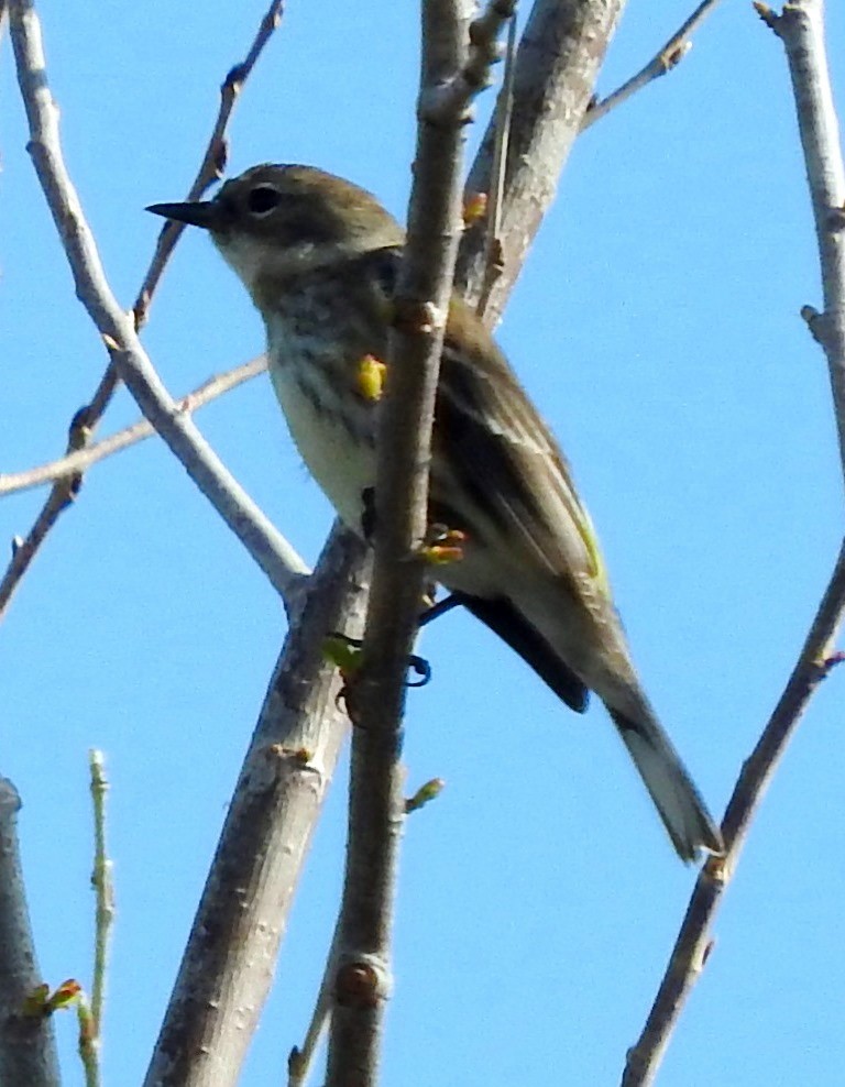 Yellow-rumped Warbler (Myrtle) - ML89291721