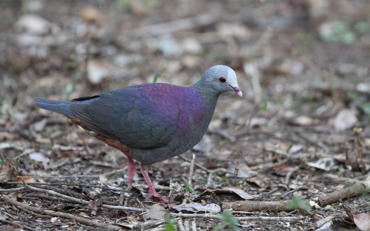 Gray-fronted Quail-Dove - Christoph Moning