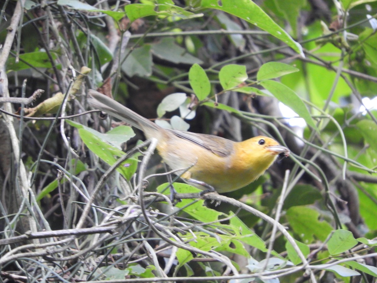 Orange-headed Tanager - Silvia Enggist