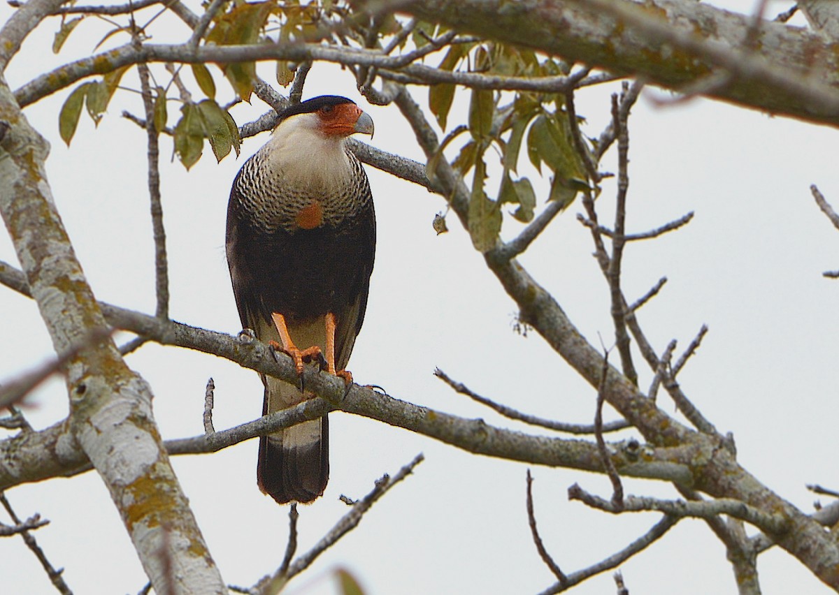 Caracara Carancho (norteño) - ML89294661