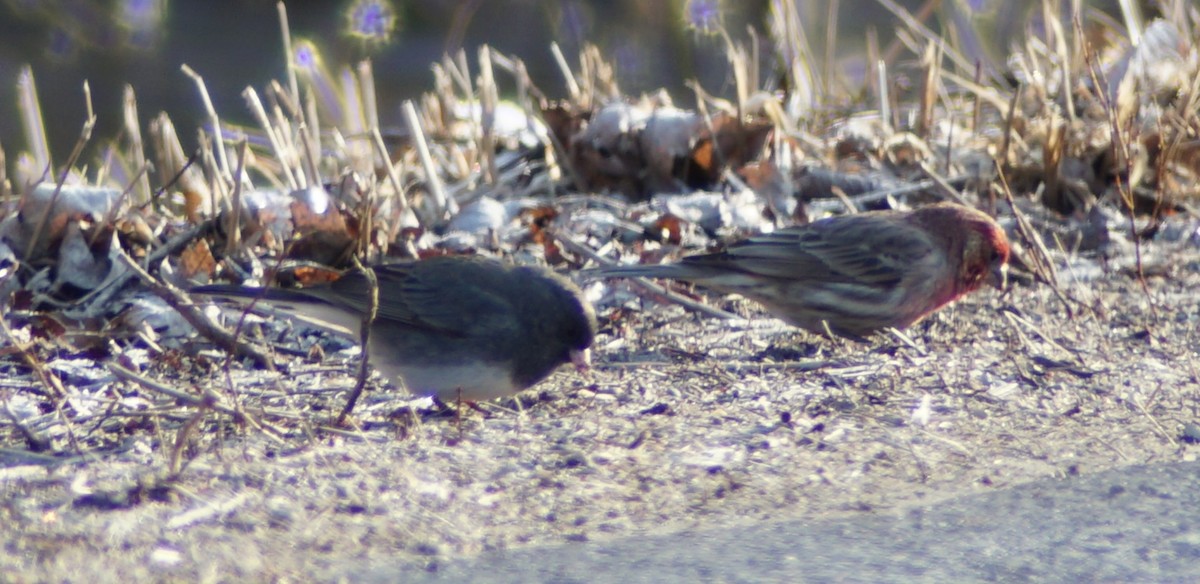 Dark-eyed Junco - ML89297501