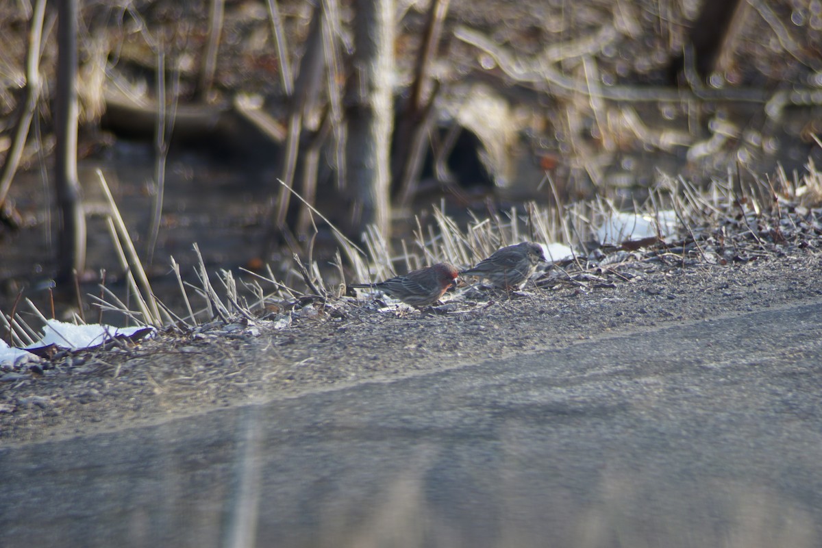 House Finch - ML89298081