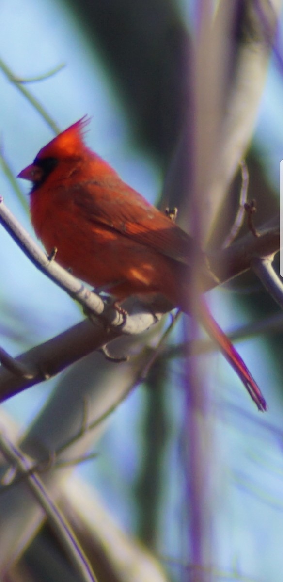 Northern Cardinal - ML89298241