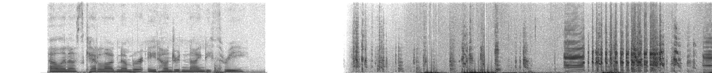 Macaroni Penguin - ML893