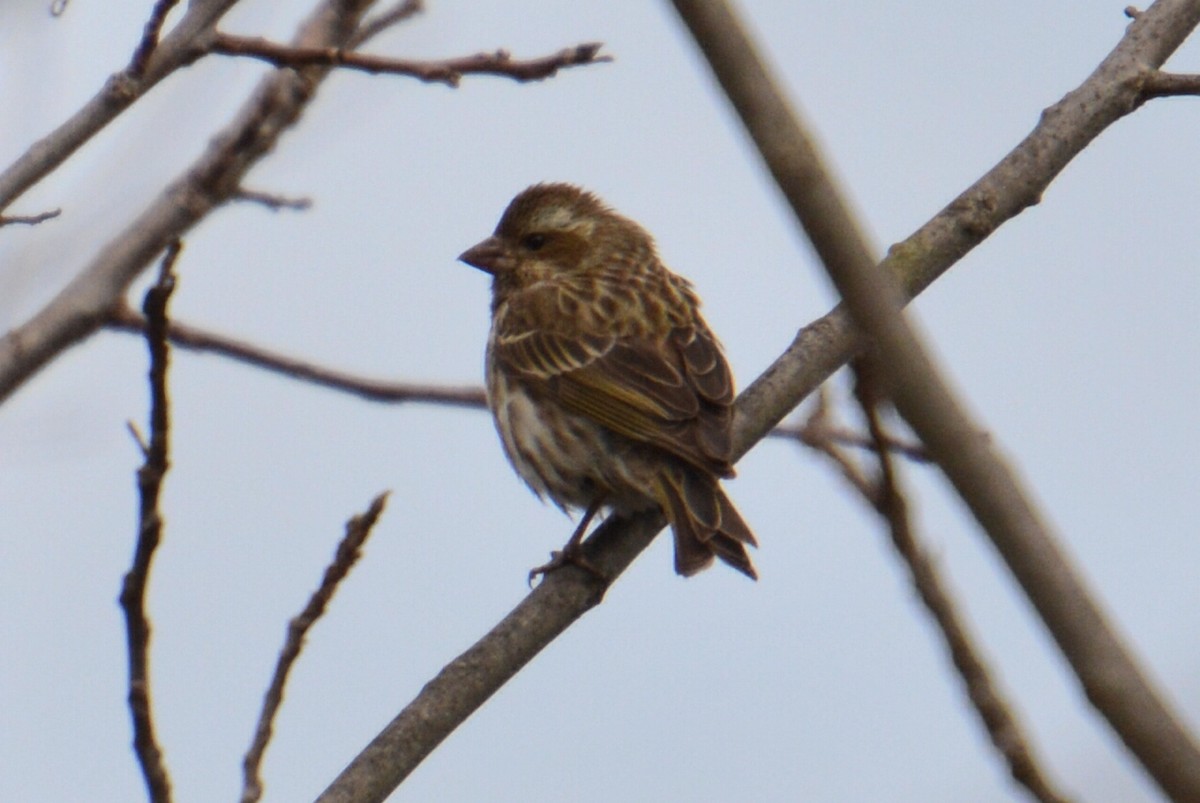 Purple Finch - ML89301551