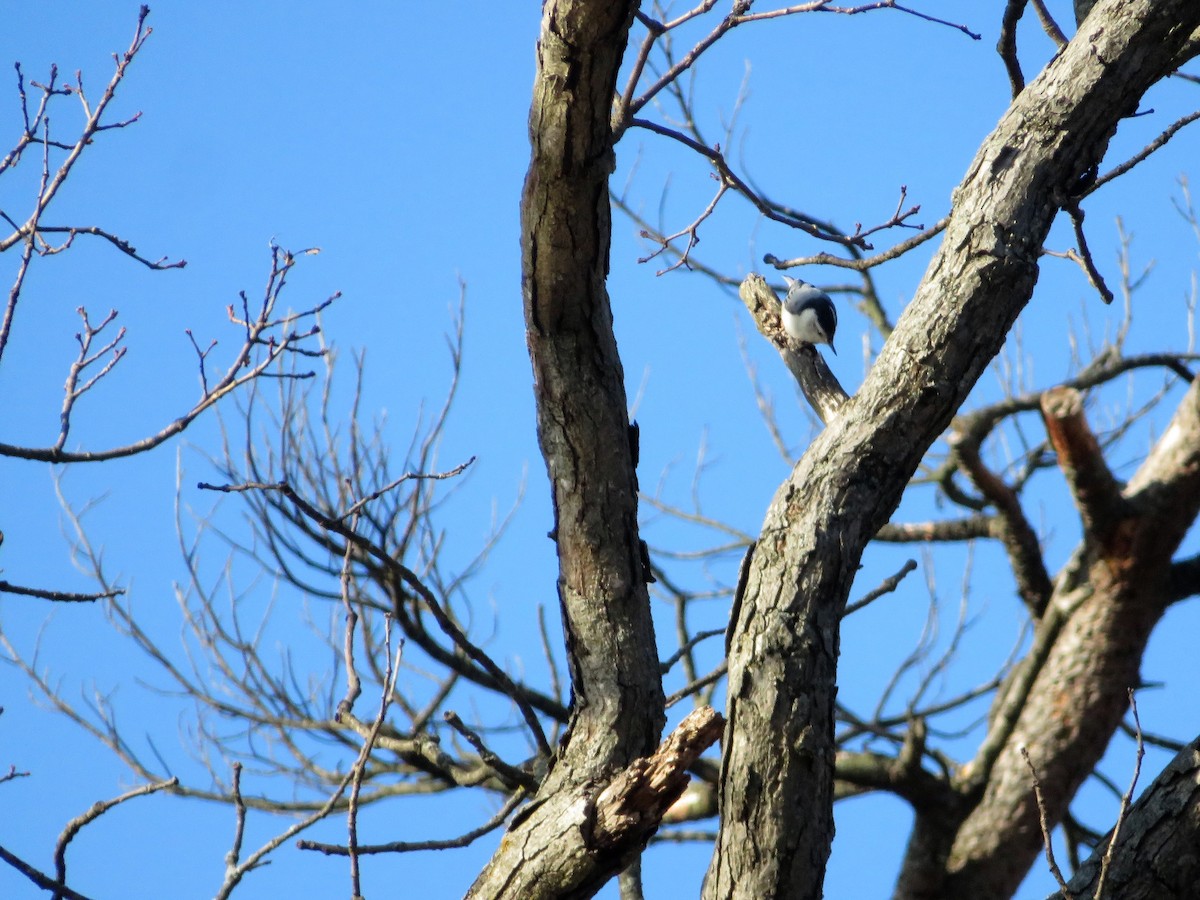 White-breasted Nuthatch - ML89303331