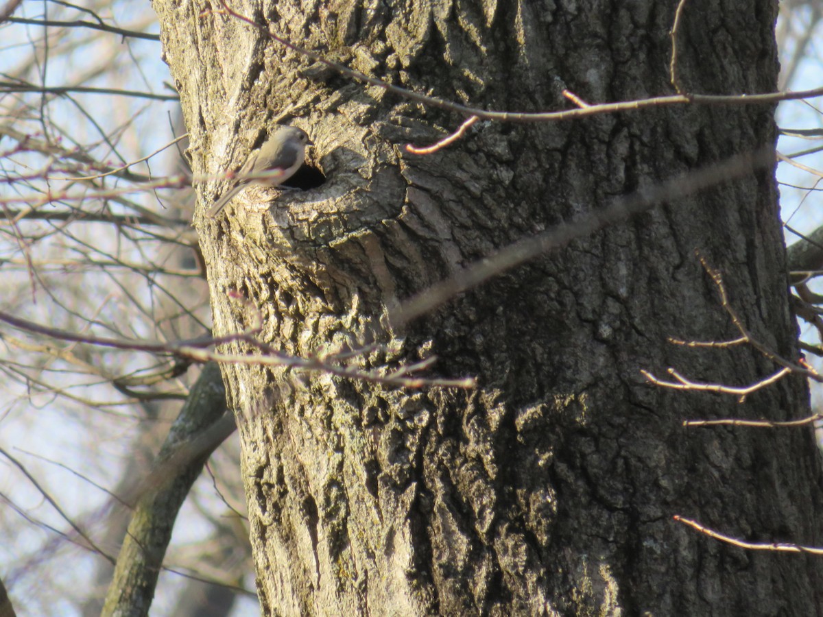 Tufted Titmouse - ML89303401