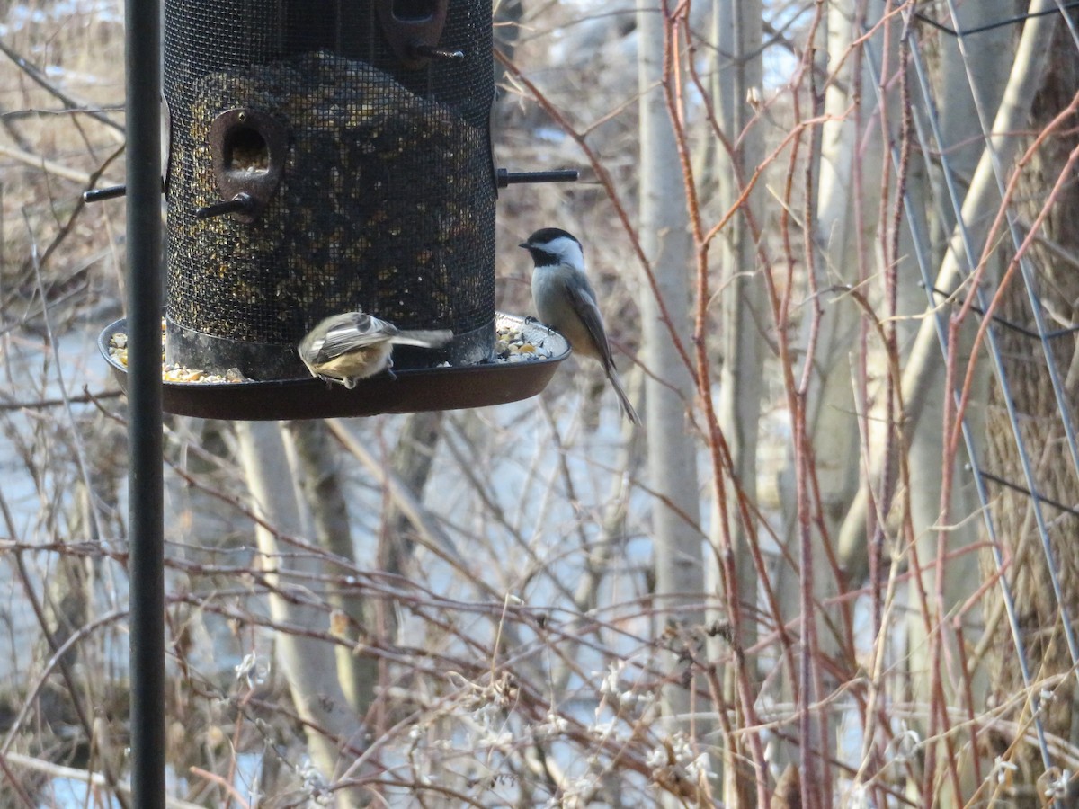 Black-capped Chickadee - ML89303461
