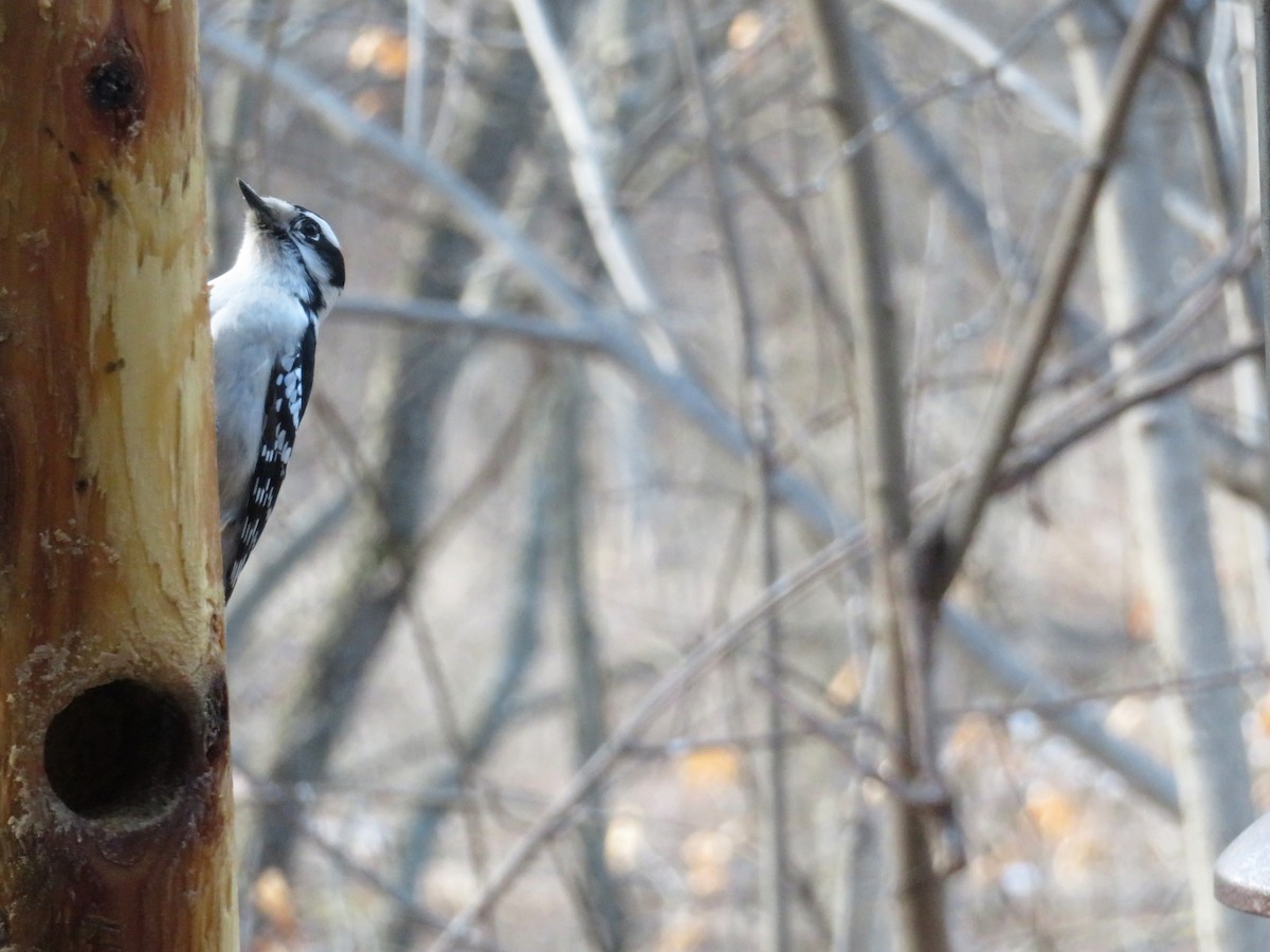 Downy Woodpecker - ML89303631