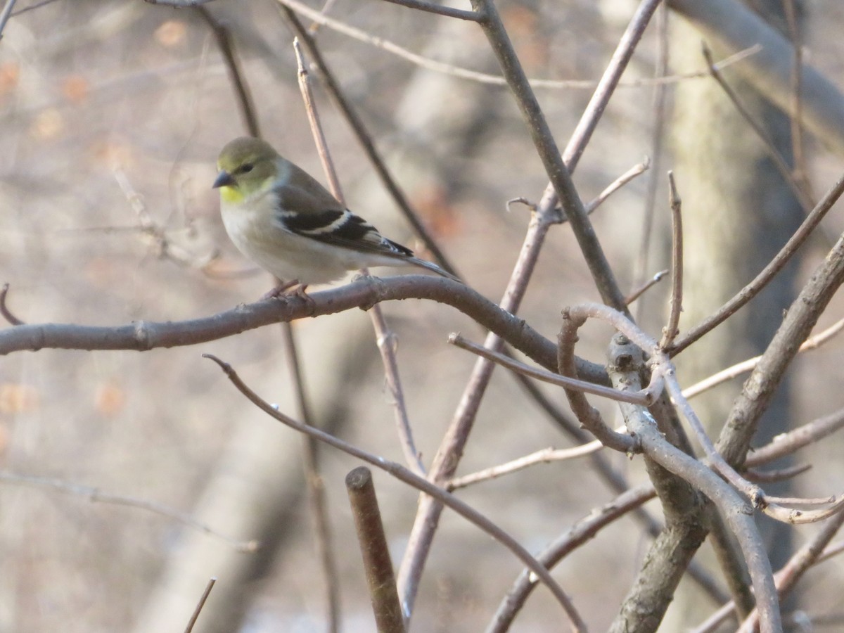 American Goldfinch - ML89303661