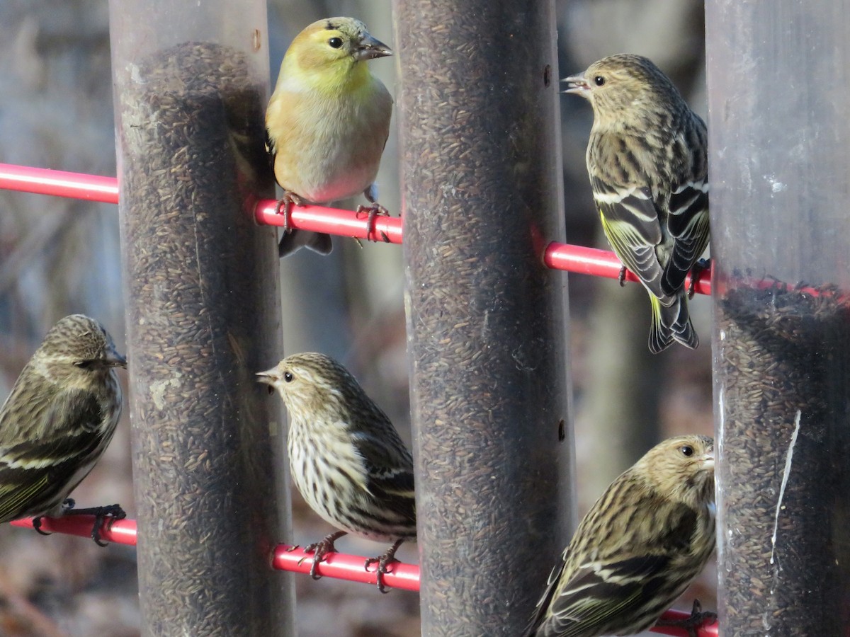 Pine Siskin - ML89303711